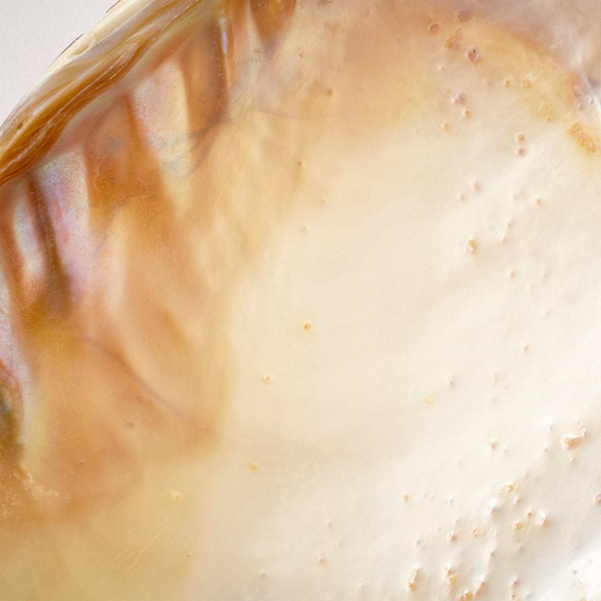 Abalone Tray - Small - Image 2